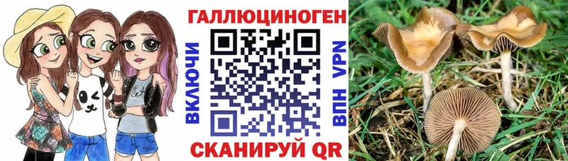 купить наркоту  omg вход  Псилоцибиновые грибы GOLDEN TEACHER  Вольск 